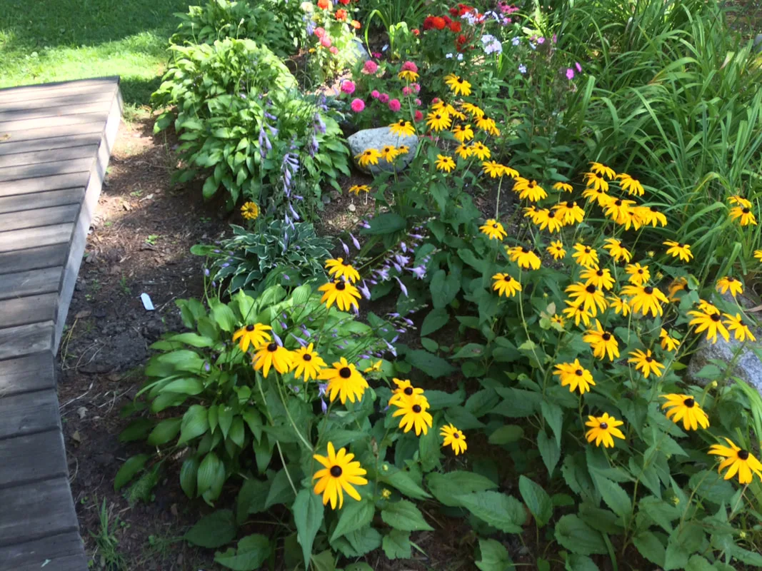 Picture of flowers